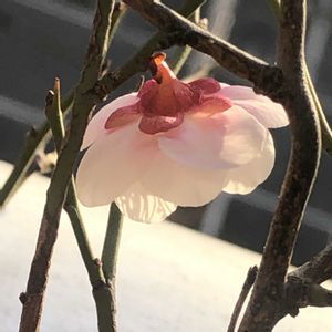 ウメ,実生,ベランダー,鉢植えの果樹,南西向きベランダの画像