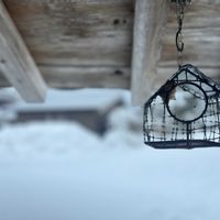 エルダーフラワー,三角葉アカシア,植物のある暮らし,雪景色,冬越しの画像