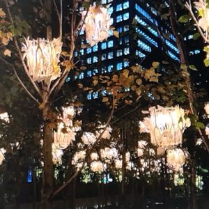 イルミネーション,樹木,東京,花のある暮らし,緑のある暮らしの画像