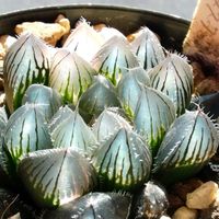 ハオルチア,多肉植物,ハオルチア属,透明な窓,Haworthia オリジナル交配の画像