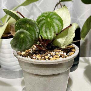 ペペロミア,ペペロミア・アルギレイア（スイカペペ）,スイカぺぺ,観葉植物,植え替えの画像