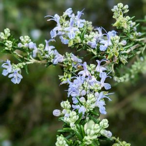 ローズマリー,花のある暮らし,今日のお花,自然に感謝,広い庭の画像