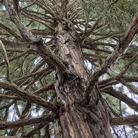 コウヤマキ,コウヤマキ,コウヤマキ(高野槙),植物園,緑のある暮らしの画像