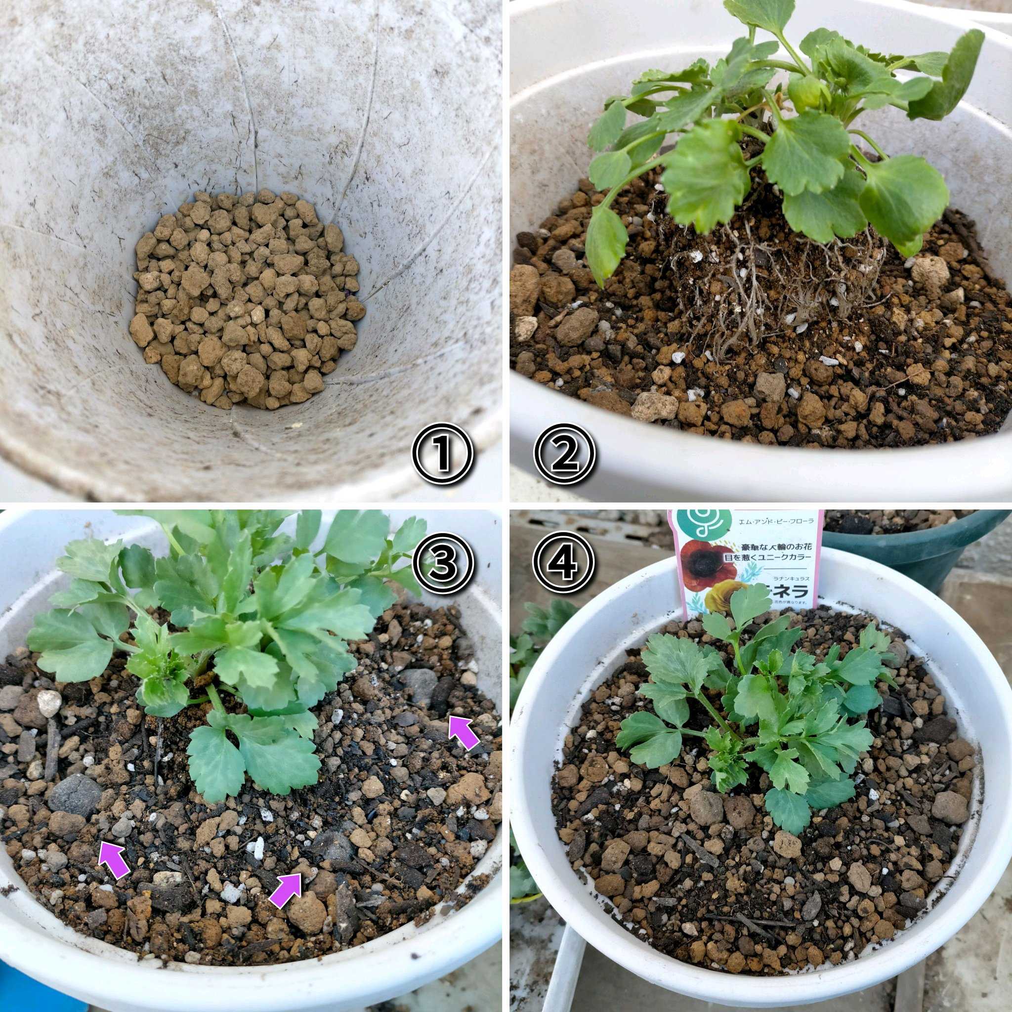 ラナンキュラスの投稿画像 by かぷりんさん｜球根とラナンキュラス