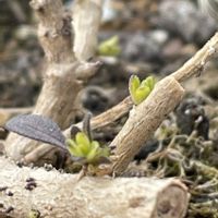 カリブラコア,芽吹き,冬越し挑戦,冬越し,春の芽吹きの画像