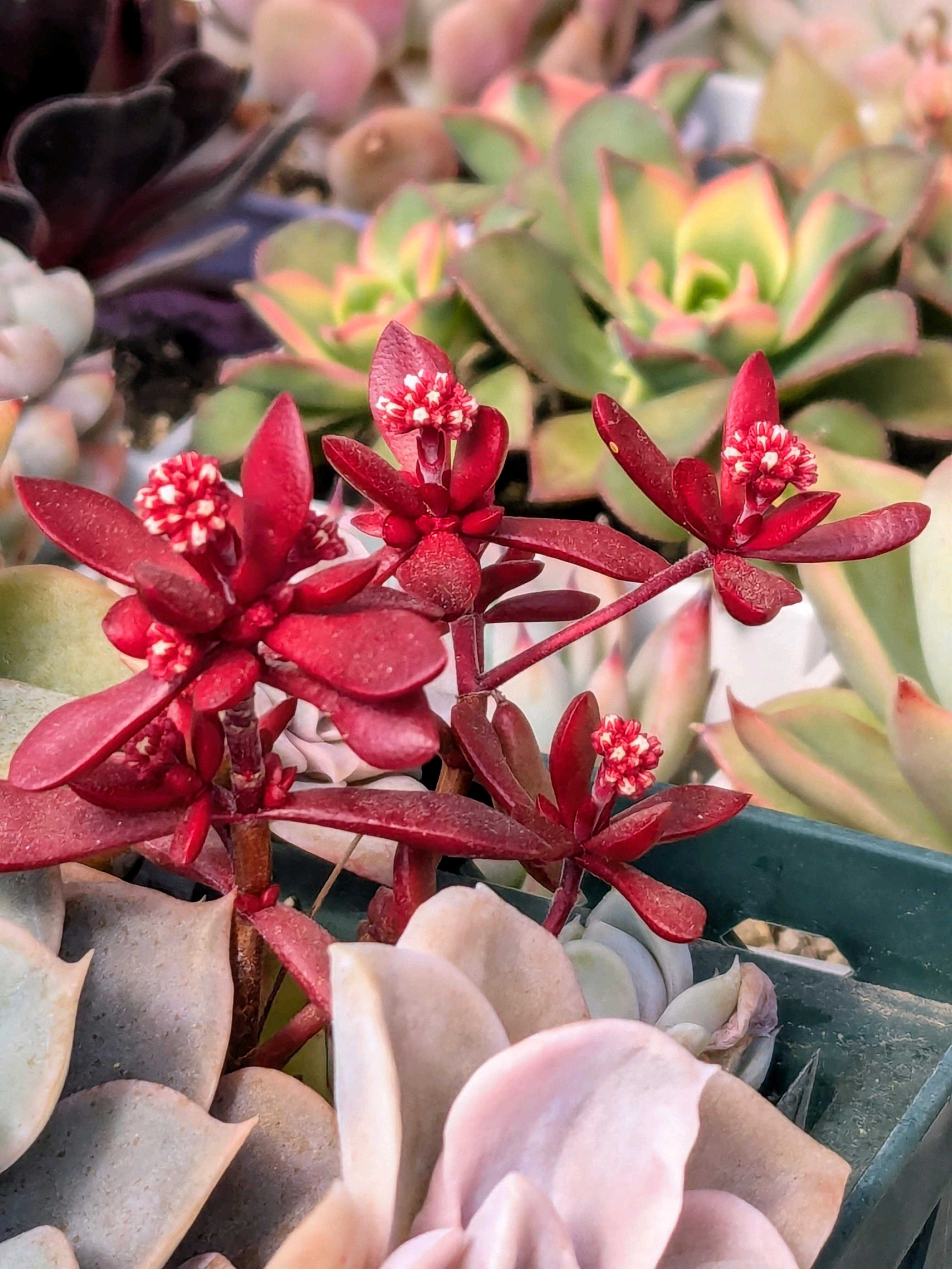 多肉植物♡可愛い紅稚児(^^)抜き苗 多肉植物☆紅稚児☆抜き苗 - メルカリ