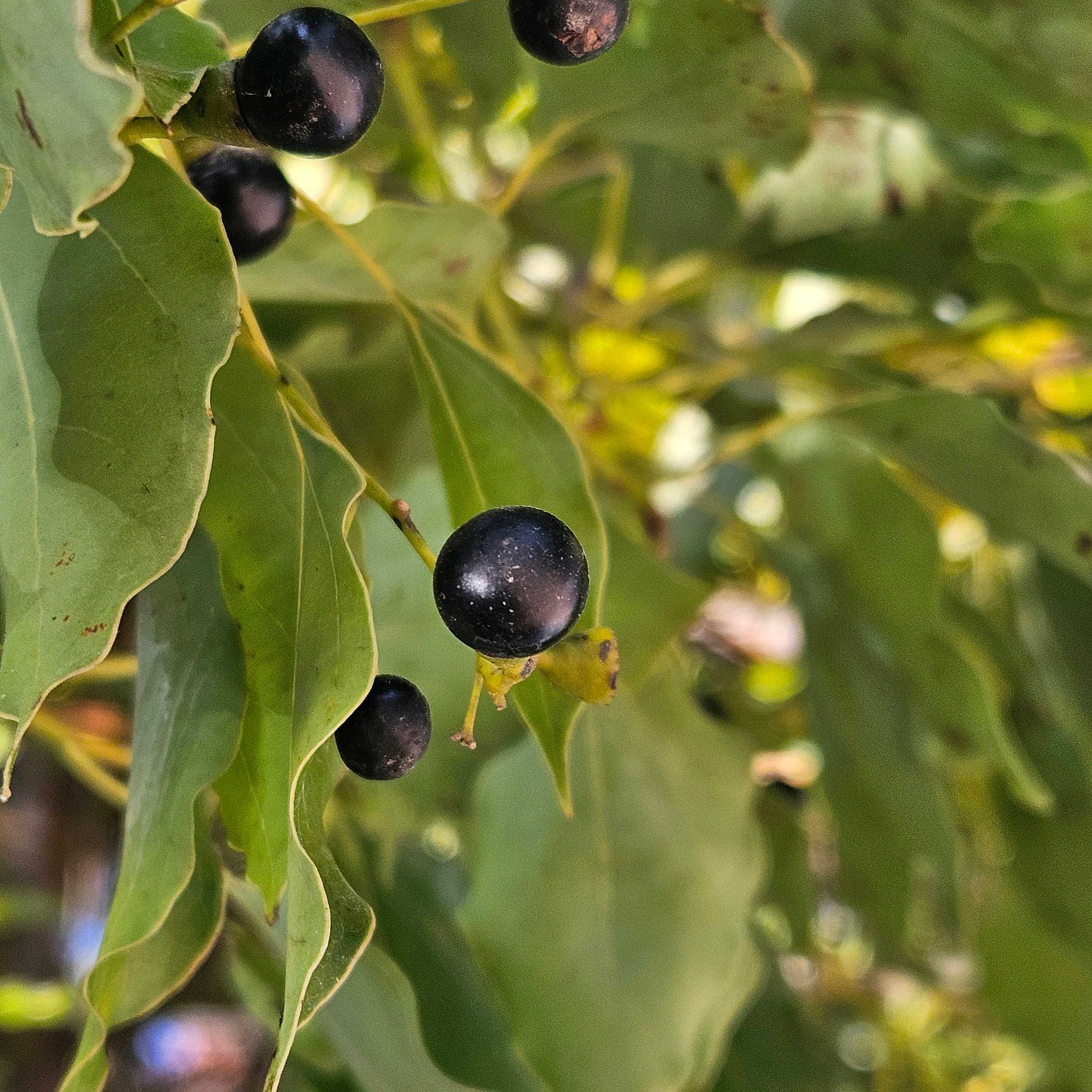 楠実 クスノキ | Cinnamomum camphora | かぎけん花図鑑