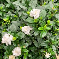 クチナシ,植物園の温室の画像