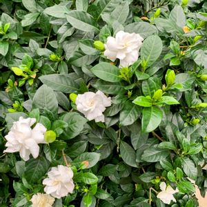 クチナシ,植物園の温室の画像