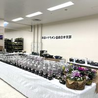 シクラメン,原種シクラメン,ピンクの花,クリスマスローズ展の画像