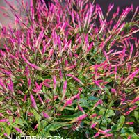 ハゴロモジャスミン,芳醇,はごろもジャスミン,つる性植物,ピンク❤︎ピンクの画像