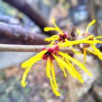 マンサク,お花,今日の花,黄色の花,今日のお花の画像