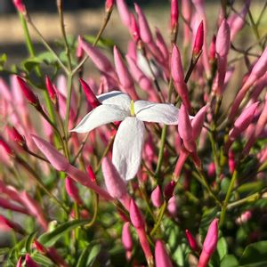 ハゴロモジャスミン,ハゴロモジャスミン,菜の花,菜の花,ソメイヨシノの画像