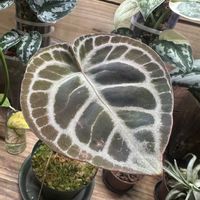 アンスリウム,アンス,Anthurium crystallinum 'dorayaki',Anthurium crystallinum 'dorayaki',観葉植物の画像