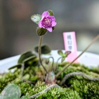 雪割草,千重咲き,雪割草桃幻翠の画像