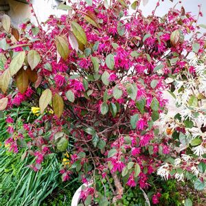 ベニバナトキワマンサク,シロバナトキワマンサク,過去pic,今日のお花,赤と白のお花の画像