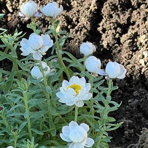 スイセン,花かんざし,ハナカンザシ（花かんざし）,花言葉,白い花の画像