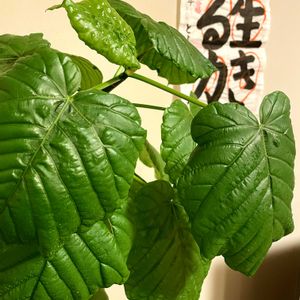 観葉植物,生きる力,お部屋ジャングル化計画,リビング・ダイニングの画像