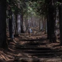 イチゴ,イチゴの花,神社参道,山野草,高山植物類の画像