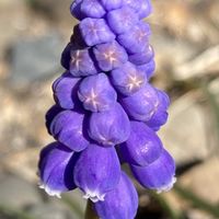 ムスカリ,ムスカリ,公園,鉢植え,花壇の画像