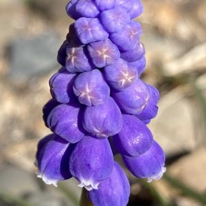 ムスカリ,ムスカリ,公園,鉢植え,花壇の画像