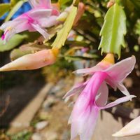 シャコバサボテン,金曜日の蕾たち,チーム千葉✿︎,秘密の花園♡,愛の花♡の画像