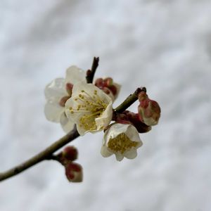 ウメ,盆栽,鉢植え,冬至の画像