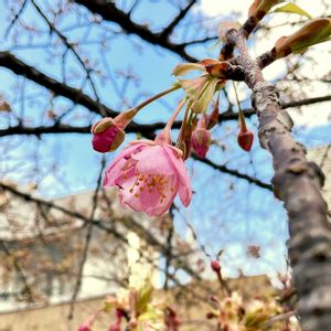 河津桜,散歩,植中毒,おでかけ先の画像