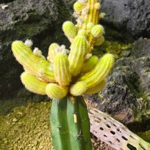 サボテン,多肉植物,教えて下さい！,咲くやこの花館,季節の風物詩の画像