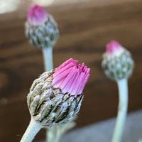 ローダンセマム,ミスミソウ(雪割草),ミスミソウ(雪割草),ミスミソウ(雪割草),季節を楽しむの画像