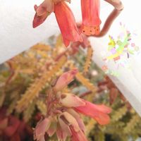 カランコエ,不死鳥,心に笑顔の花を,金曜日の蕾たちの画像