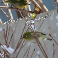 キウイ,メジロさん,野鳥観察,リビングからの眺め,ほんとうの空のある福島の画像