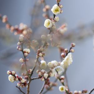 ウメ,梅の花,飛梅,開花,太宰府天満宮の画像