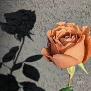 バラ,ラフィネポルテ,RoseforYou,庭の花,今井ナーセリーの画像