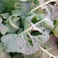 カリフラワー,自家栽培の野菜達,植物と暮らす,おうち園芸,農業の裏技の画像