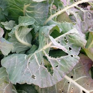 カリフラワー,自家栽培の野菜達,植物と暮らす,おうち園芸,農業の裏技の画像