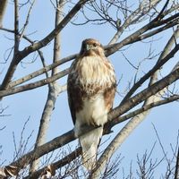 ノスリ,野鳥ノスリ,野鳥,岐阜県,多肉男子の画像