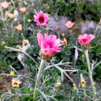 ローダンセマム,信州大好き⛰️,ピンクの花,今日の花,ピンクのお花の画像