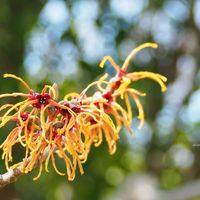 マンサク,お花,黄色,黄色の花,過去picの画像