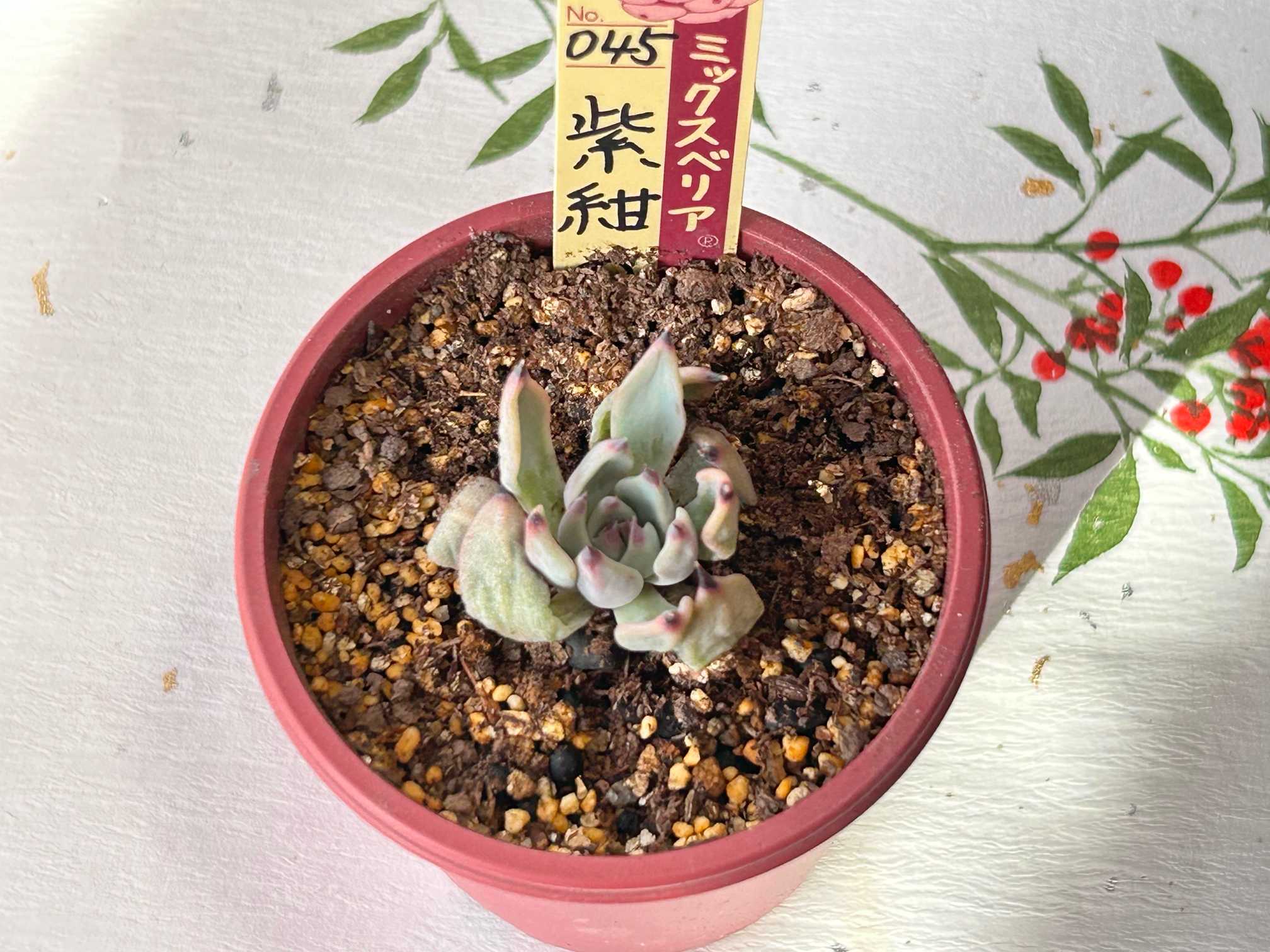 弱った苗を救いたい‼️｜🍀GreenSnap（グリーンスナップ）