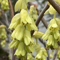 トサミズキ,花壇,ガーデニング,山野草,樹木の画像