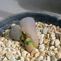 リトープス,多肉植物,節約園芸,ベランダの画像