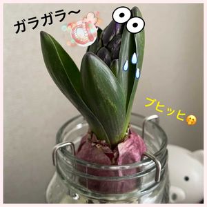 ヒヤシンス,ヒヤシンス 水耕栽培,お花大好き♡,復興祈願,今日も笑顔で♡の画像