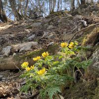 ヤマブキ,福寿草,キバナノアマナ,メタカラコウ,黄色の花の画像