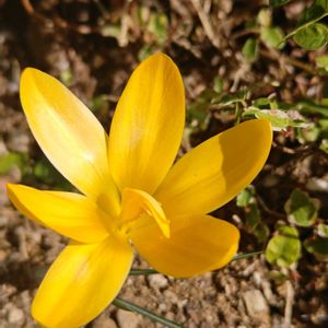 クロッカス,ビタミンカラー,花のある暮らし,花自慢,花中毒の画像