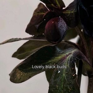 ブラックマジック,クリスマスローズ ダブルブラック,温室,我が家の花壇,花のある暮らしの画像