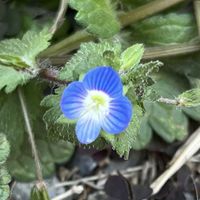 オオイヌノフグリ,小さな花,青い花,オオバコ科,さんぽの画像