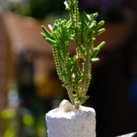 多肉植物,ベランダガーデニング,お気に入りの鉢,可愛い❤,癒される♪の画像