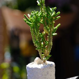 多肉植物,ベランダガーデニング,お気に入りの鉢,可愛い❤,癒される♪の画像