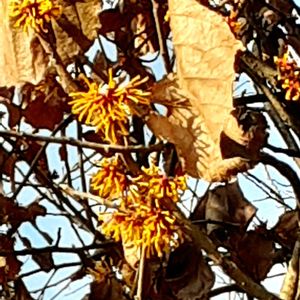 シナマンサク,山野草,花のある暮らし,自然の中で,植中毒の画像